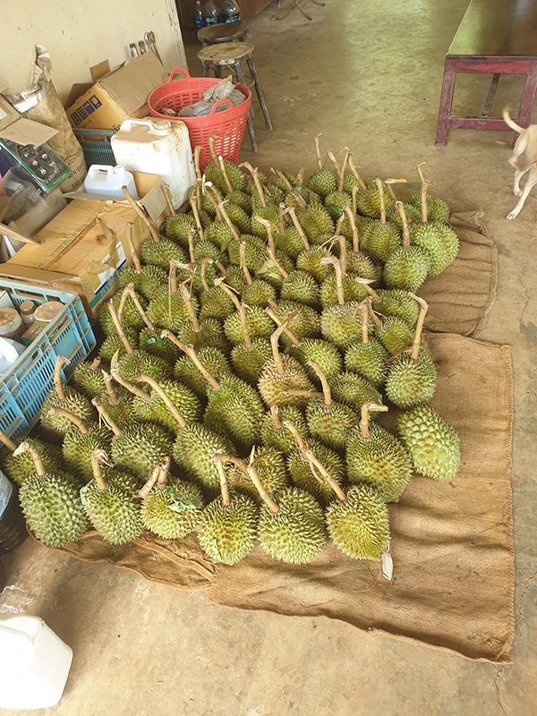 ทุเรียนปราจีนบุรี 2566