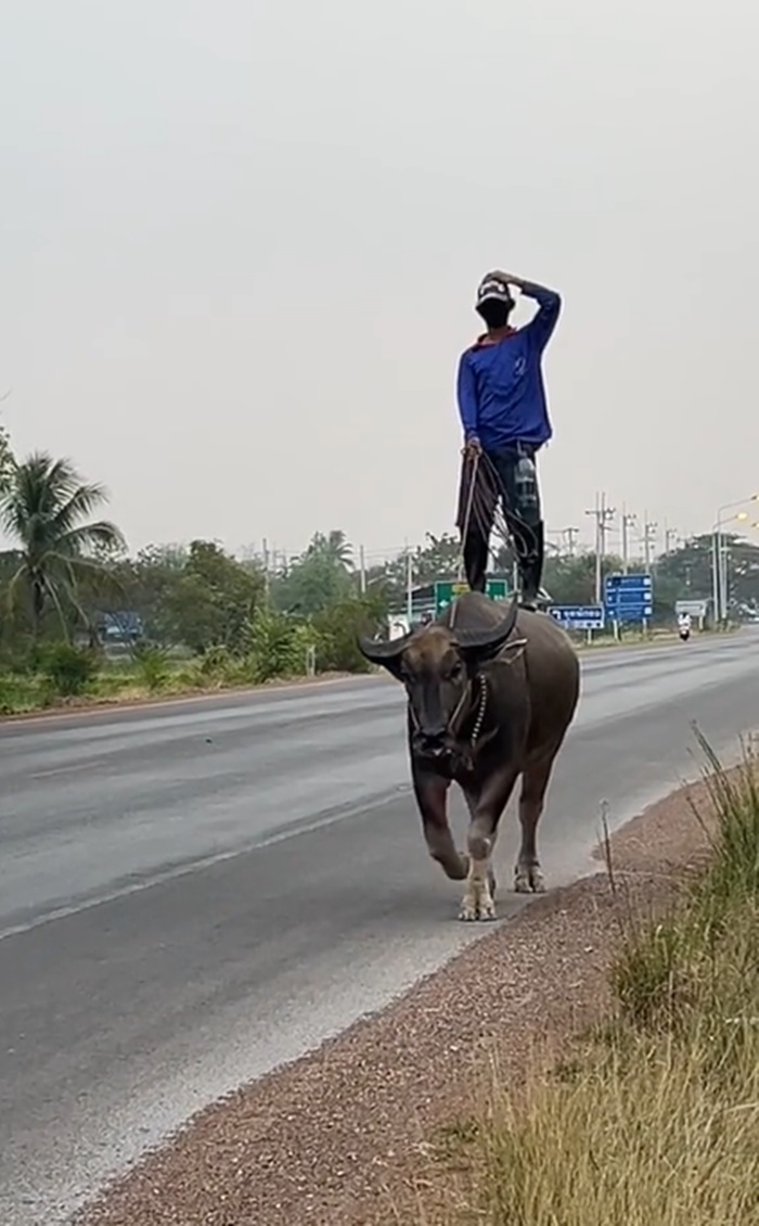 ขี่ควาย