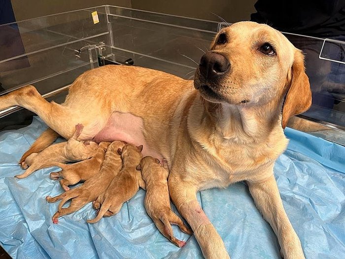 สุนัขตำรวจ