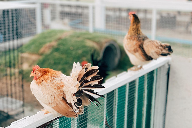 ร้านคาเฟ่สัตว์