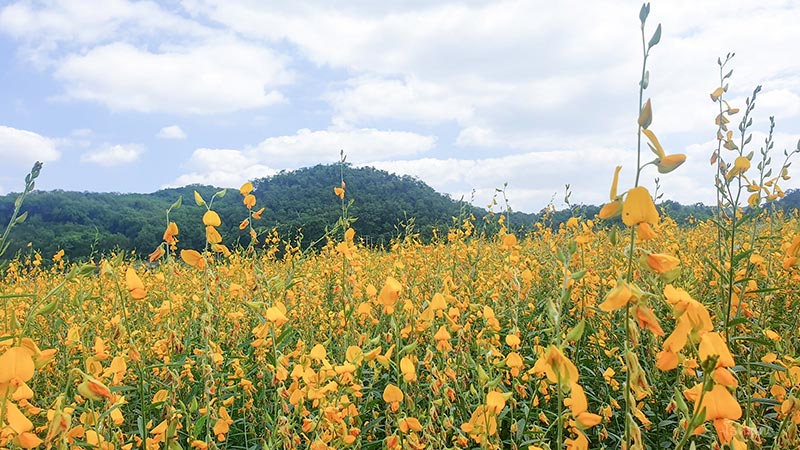 ทุ่งปอเทืองเหลือง