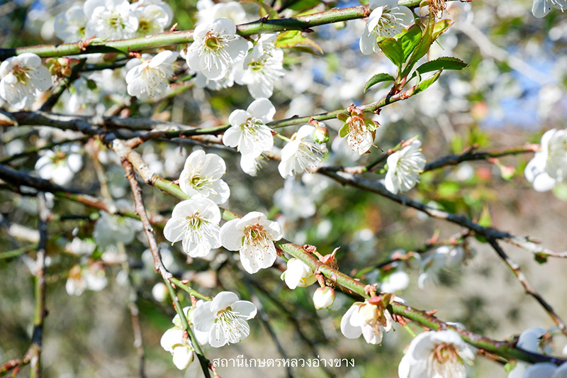 ดอกบ๊วย 2568 สถานีเกษตรหลวงอ่างขาง