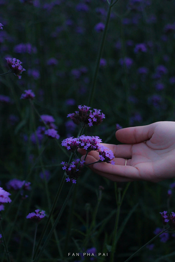 เฟิร์ส ออฟ วัน เดอร์ แลนด์