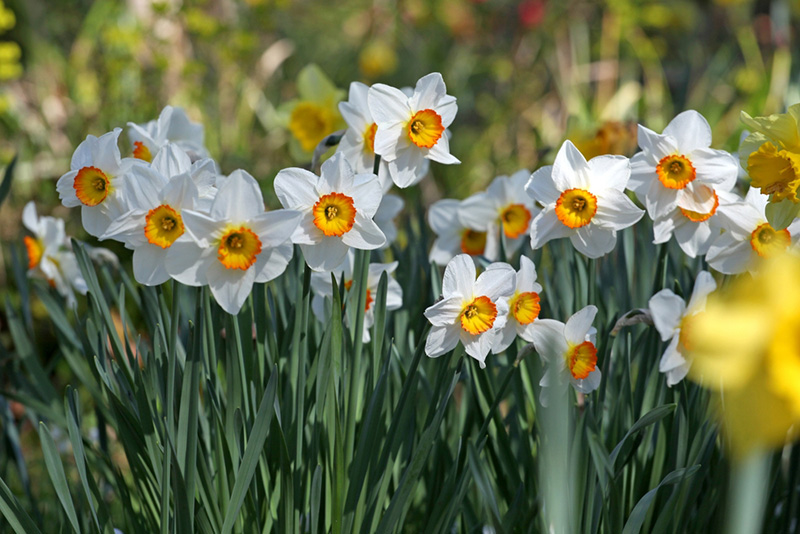 ดอกนาร์ซิสซัส ดอกไม้ประจำราศีธนู