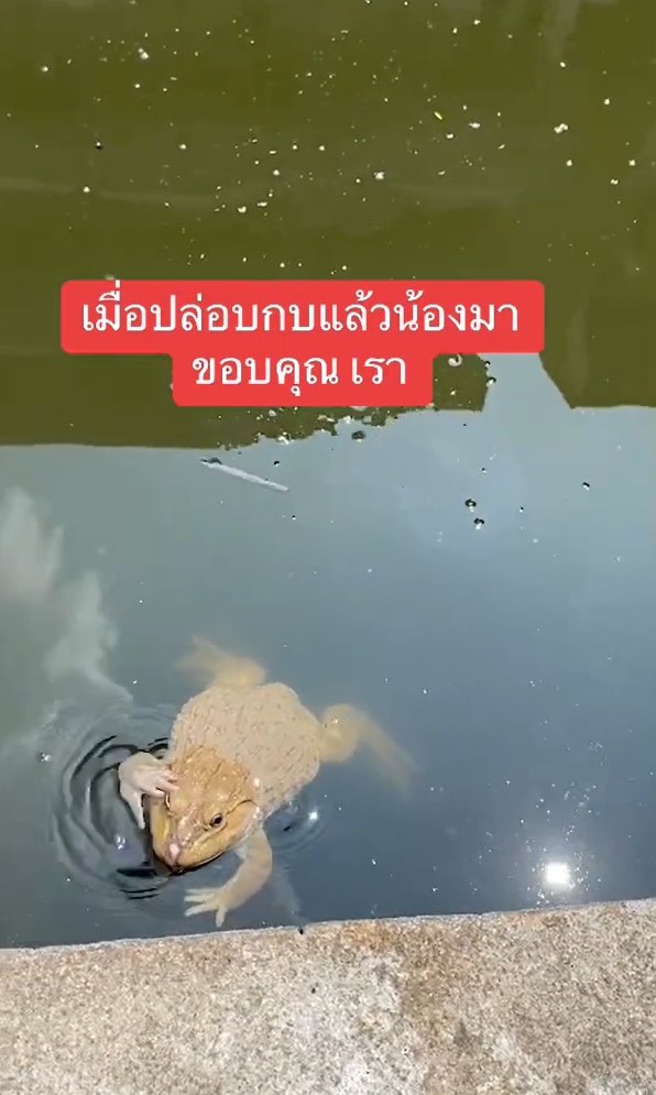 ปล่อยกบ