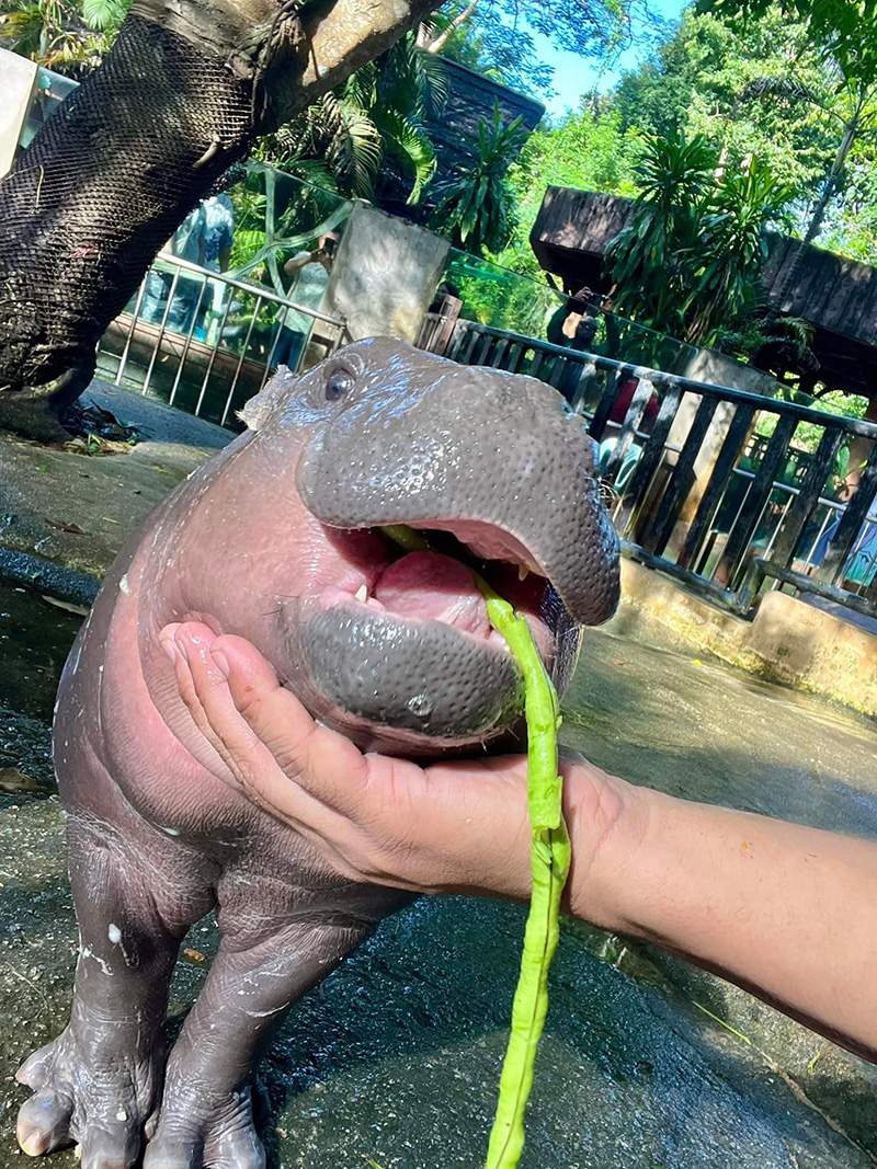 หมูเด้ง เสี่ยงทายประธานาธิบดีสหรัฐฯ คนต่อไป