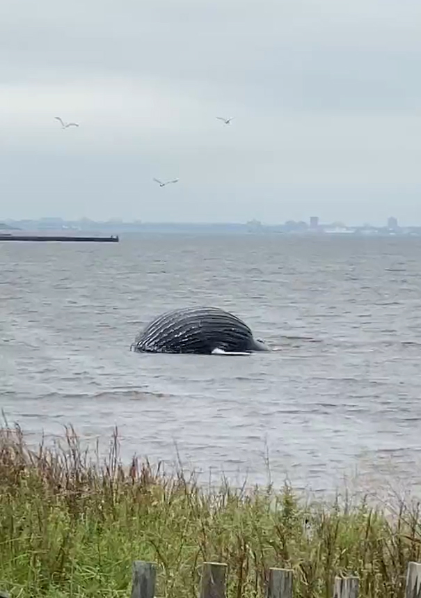 ซากวาฬหลังค่อม