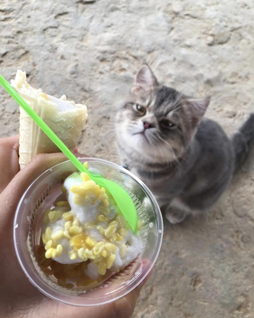 แมวหิว