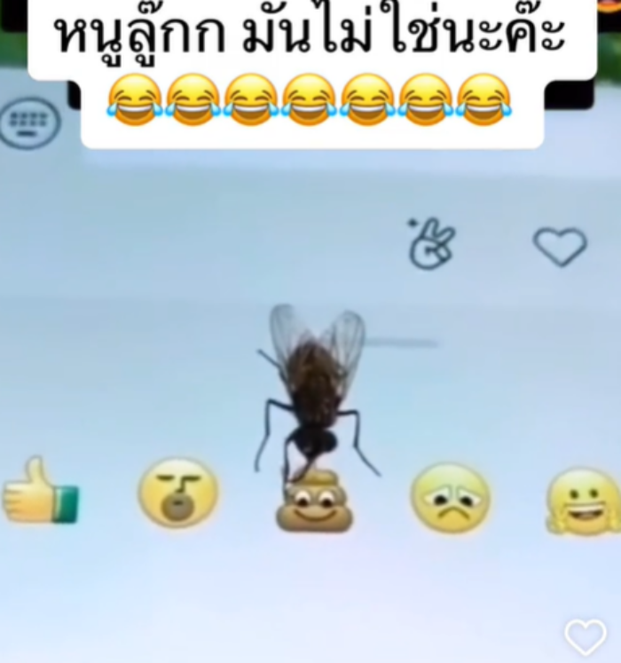 แมลงวัน