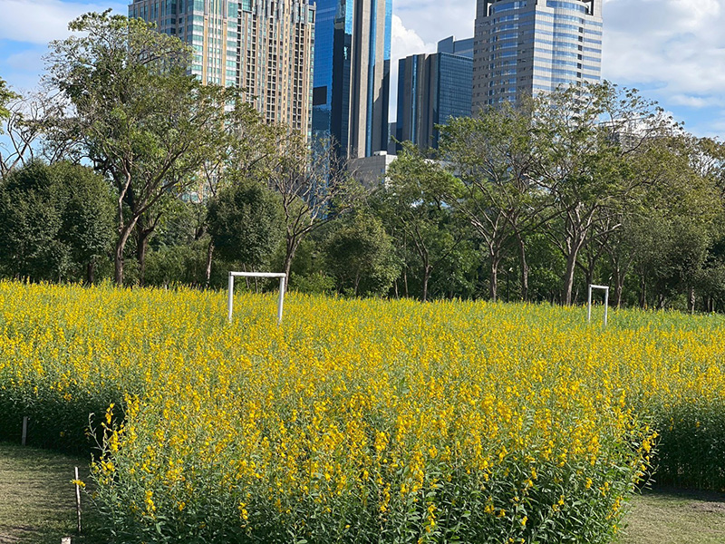 ทุ่งปอเทือง สวนรถไฟ 2569