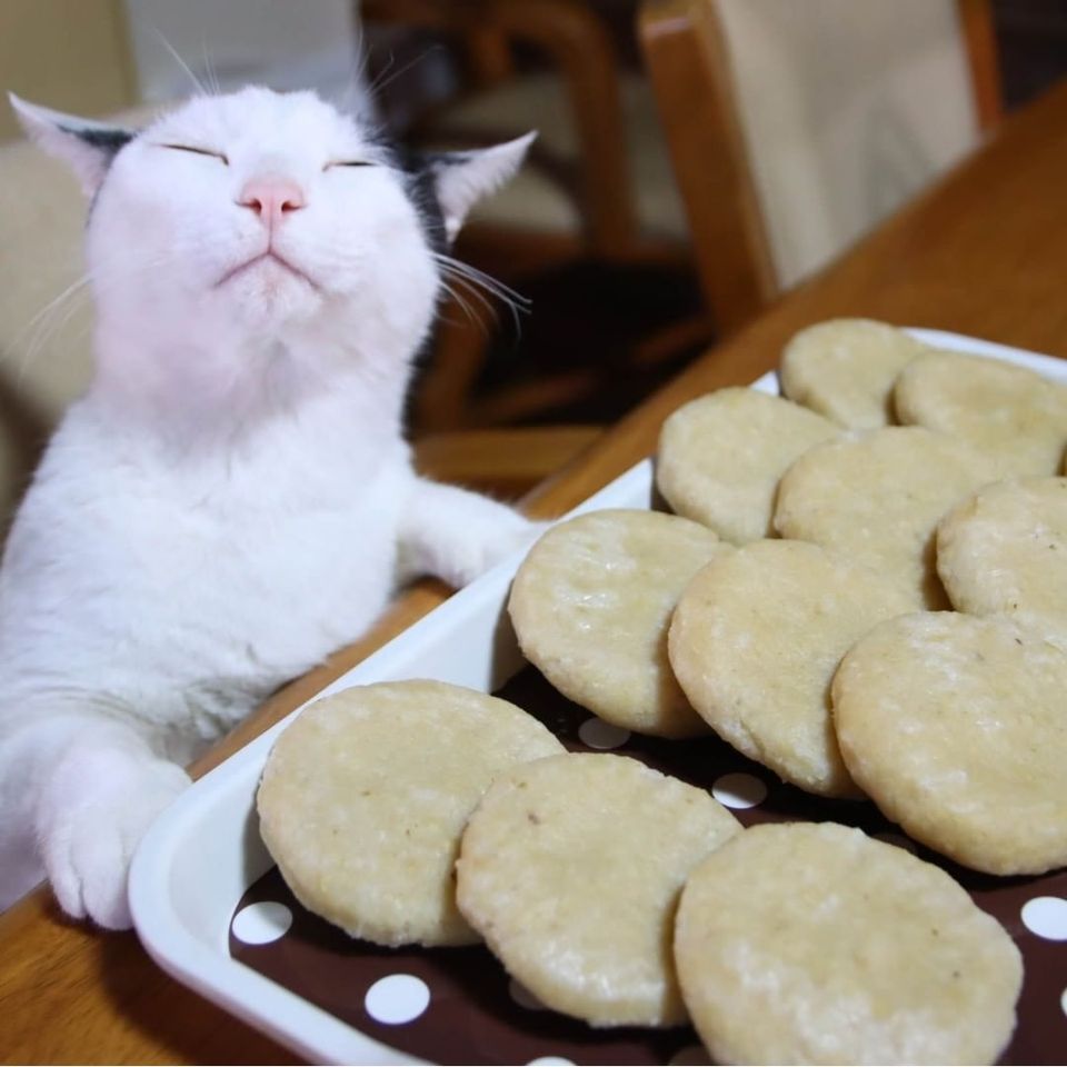 แมวหิว