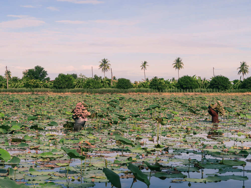 คลองนาบัวมหาสัวสดิ์