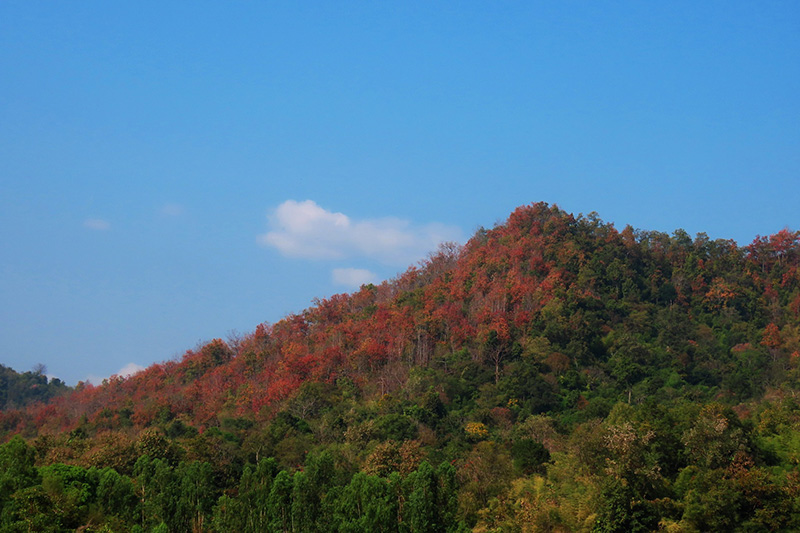 ป่าเปลี่ยนสี อุทยานแห่งชาติคลองลาน 2569