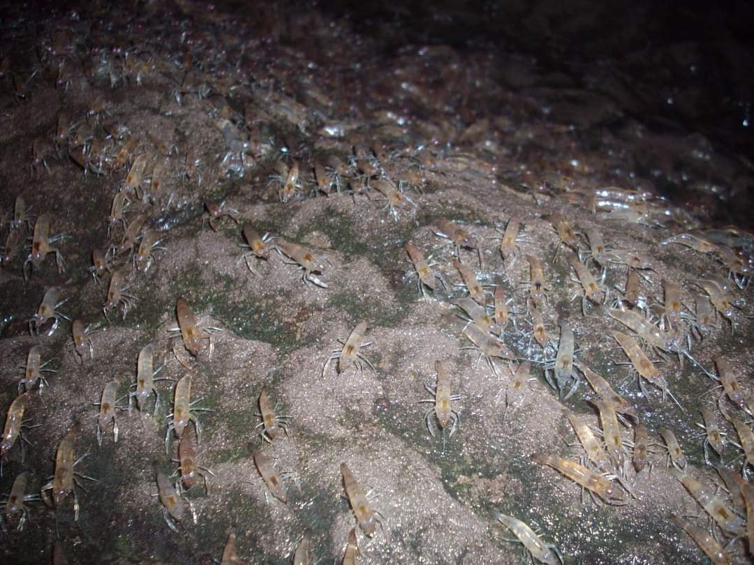 กุ้งเดินขบวน