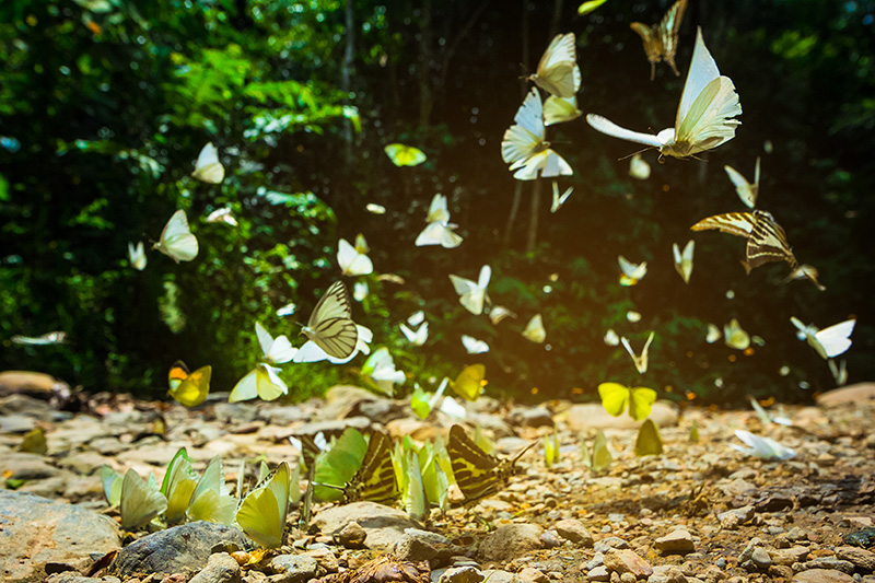 เทศกาลดูผีเสื้อ แคมป์บ้านกร่าง 2569