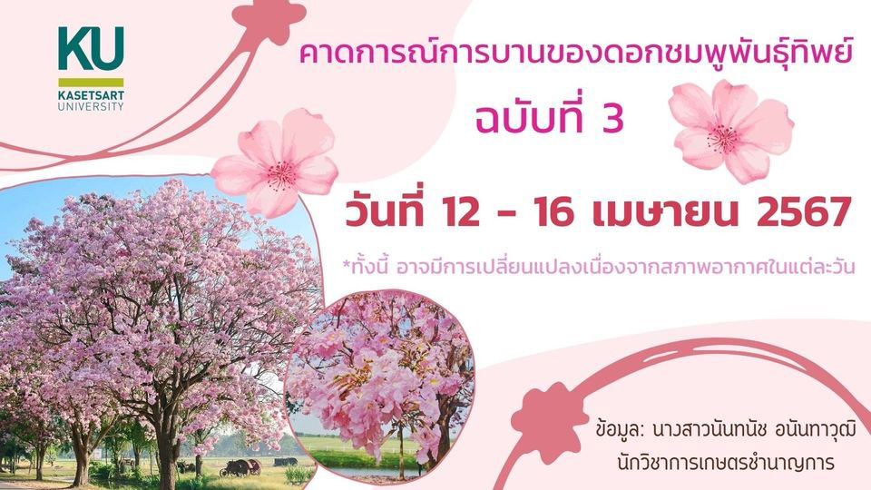 คาดการณ์การบานของดอกชมพูพันธุ์ทิพย์ รอบ 3 ปี 2567