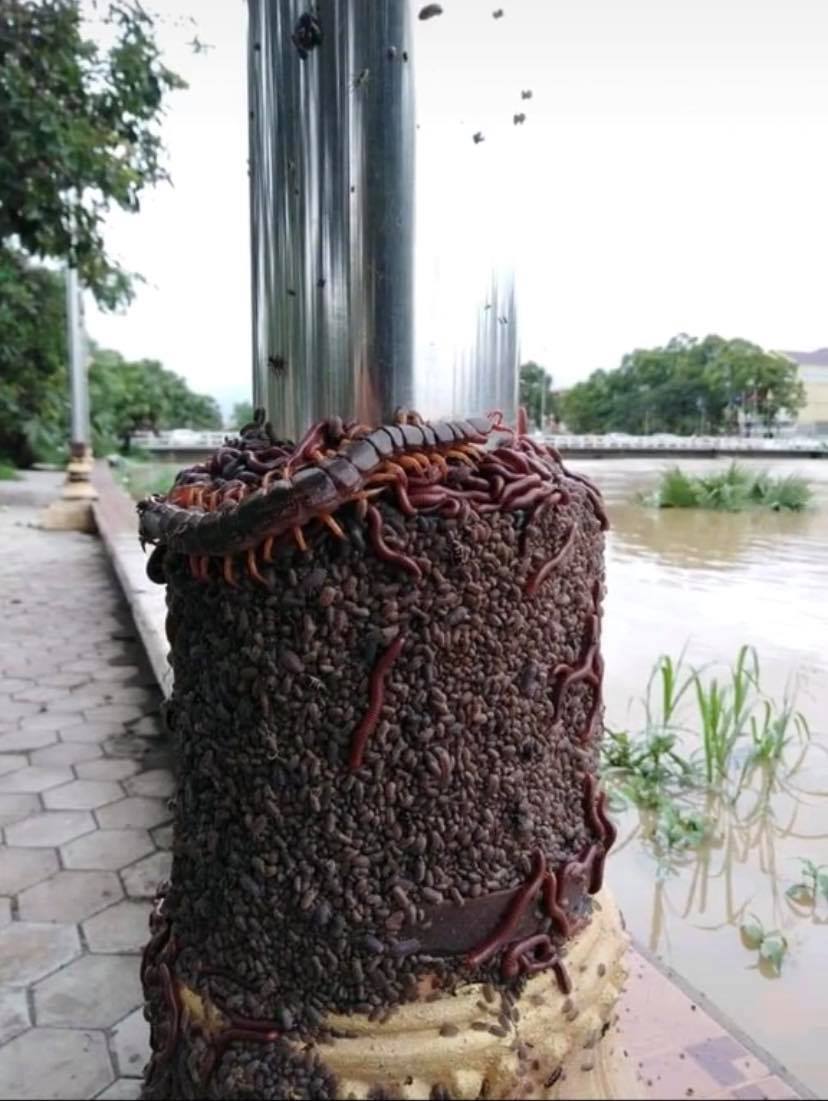 ตะขาบหนีน้ำท่วม