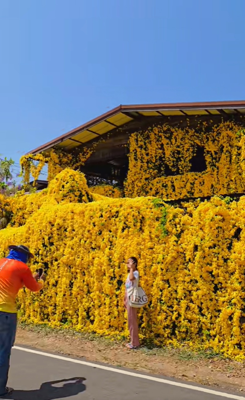 ดอกเหลืองชัชวาลย์