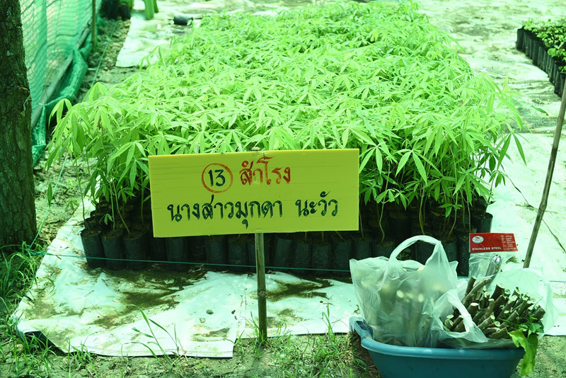 ต้นกล้าผักสวนครัว