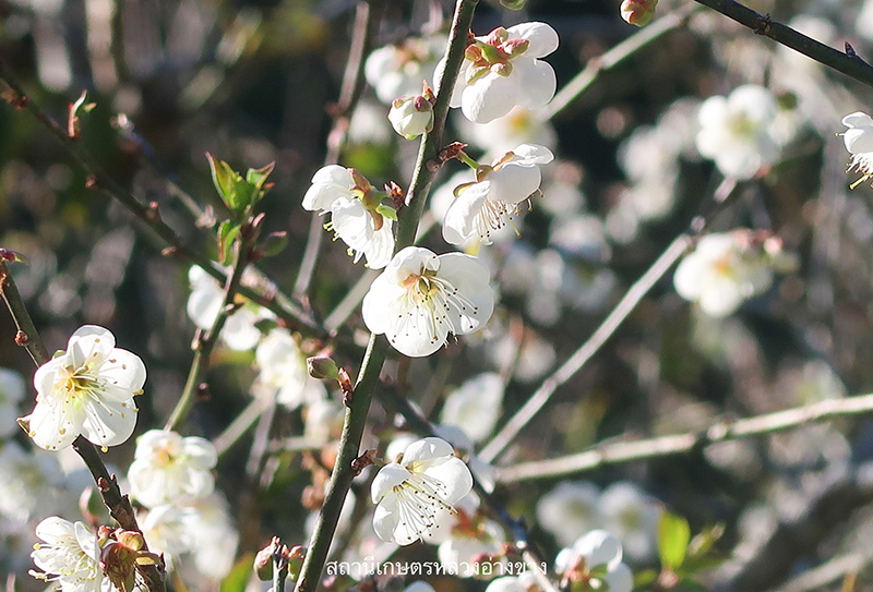 ดอกบ๊วย 2568 สถานีเกษตรหลวงอ่างขาง