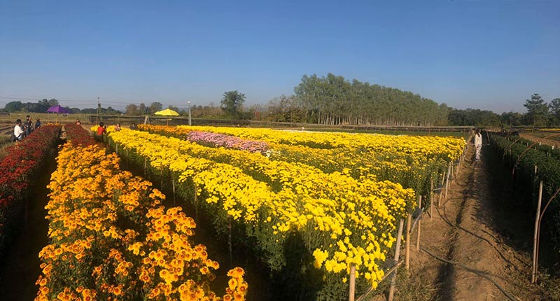 สวนดอกไม้พ่อหลวงชัชร์ เชียงใหม่