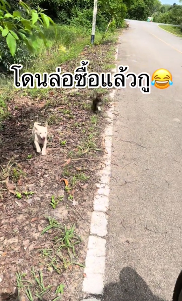 ลูกหมา