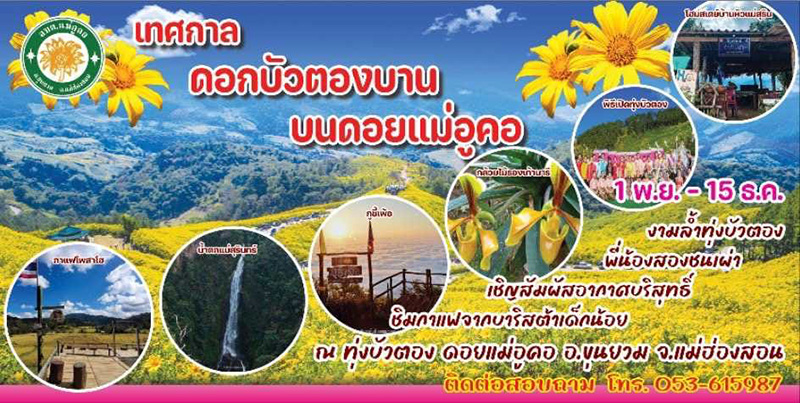 ดอกบัวตอง