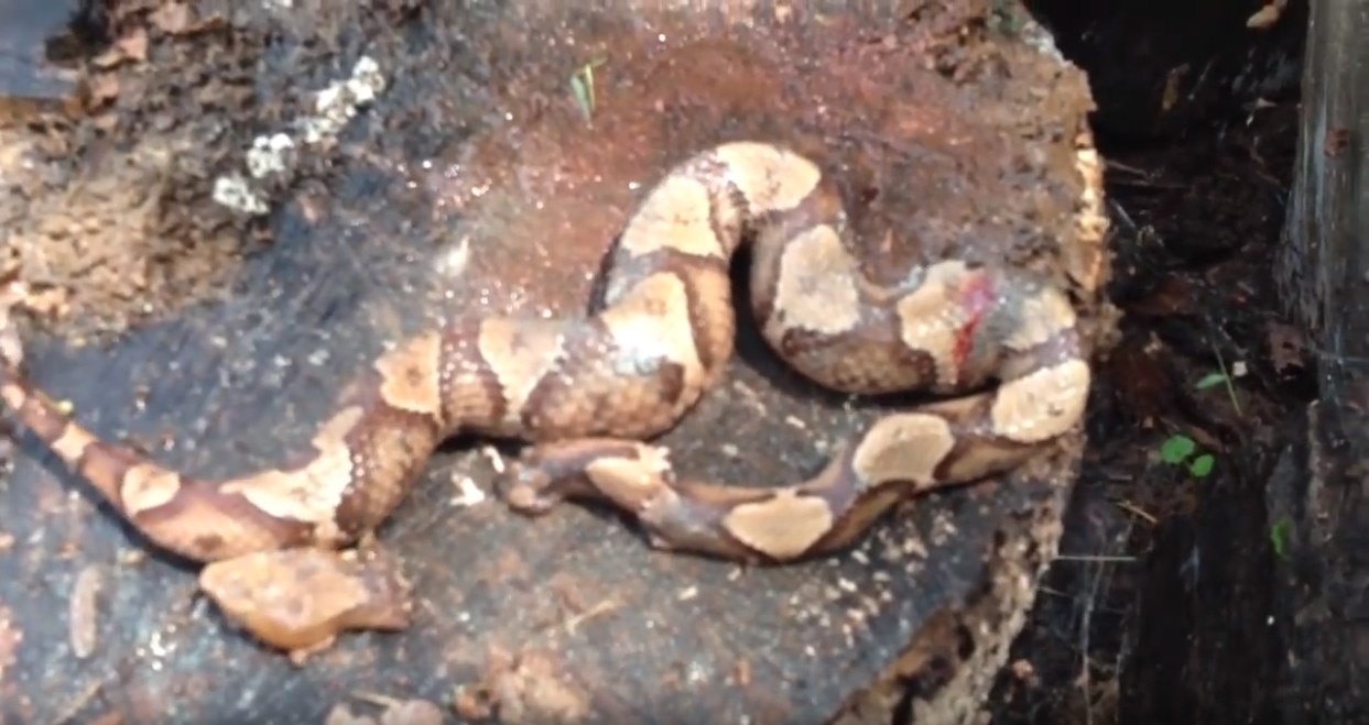 งูกัดหางตัวเอง