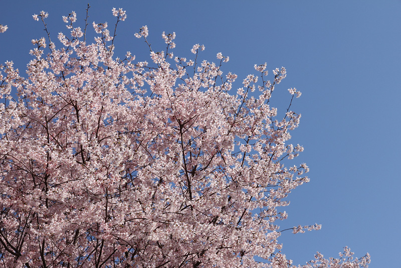 ซากุระ 2020