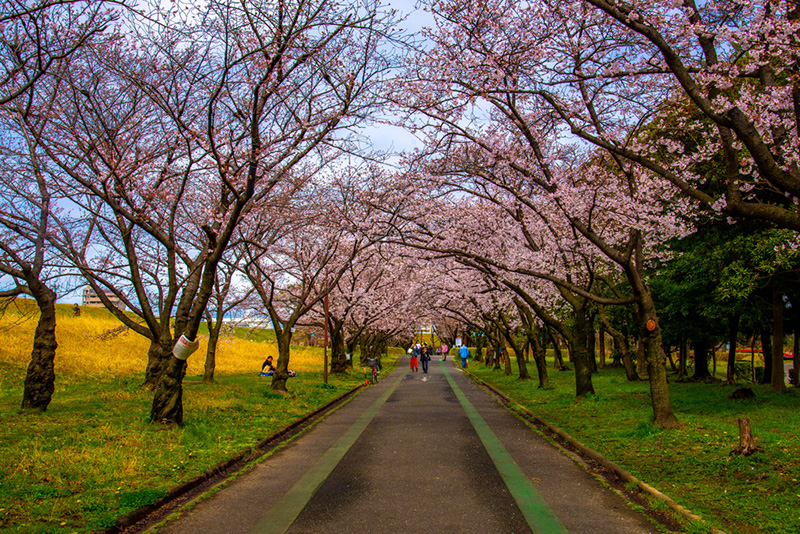 ซากุระ 2020