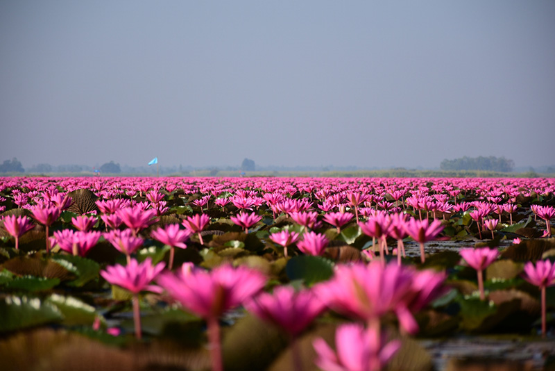 ทะเลบัวแดงหนองหาน จังหวัดอุดรธานี