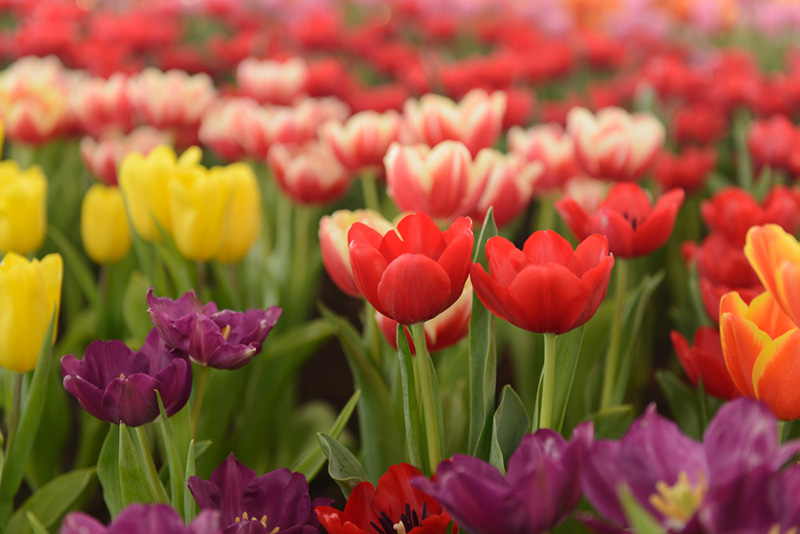 อุทัยธานี