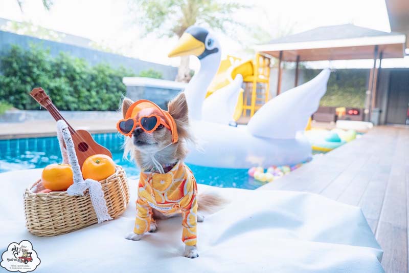 Orange Pool Villa