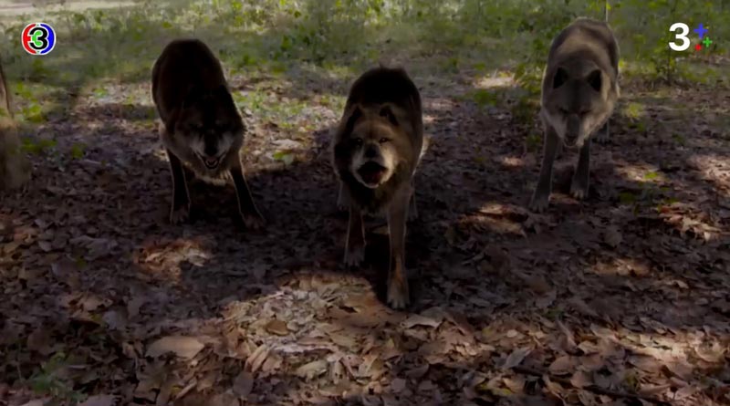 ดั่งดวงหฤทัย