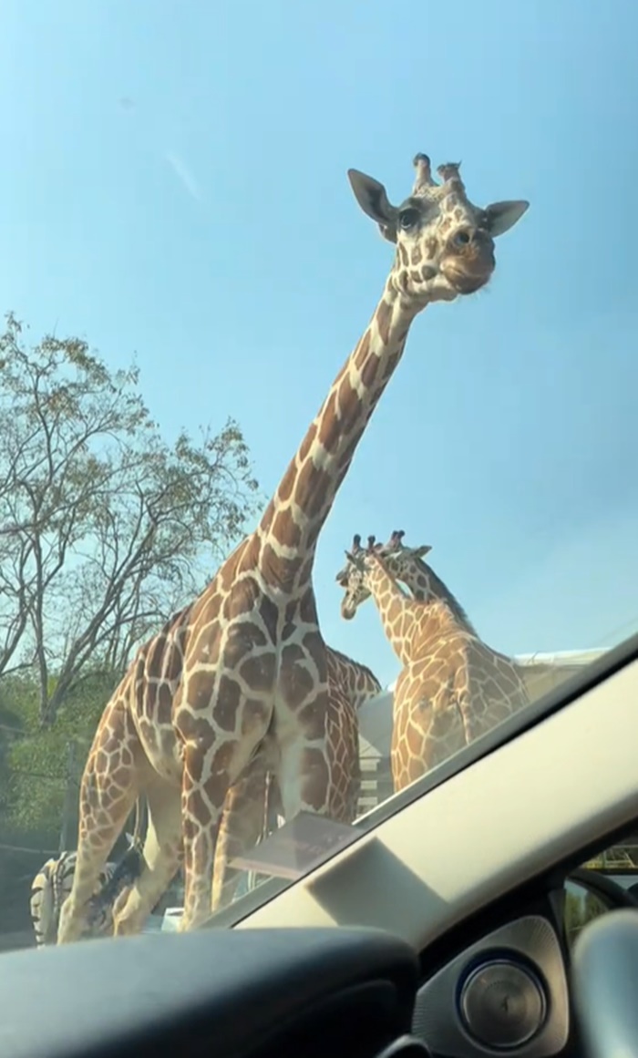 ขับรถดูสัตว์