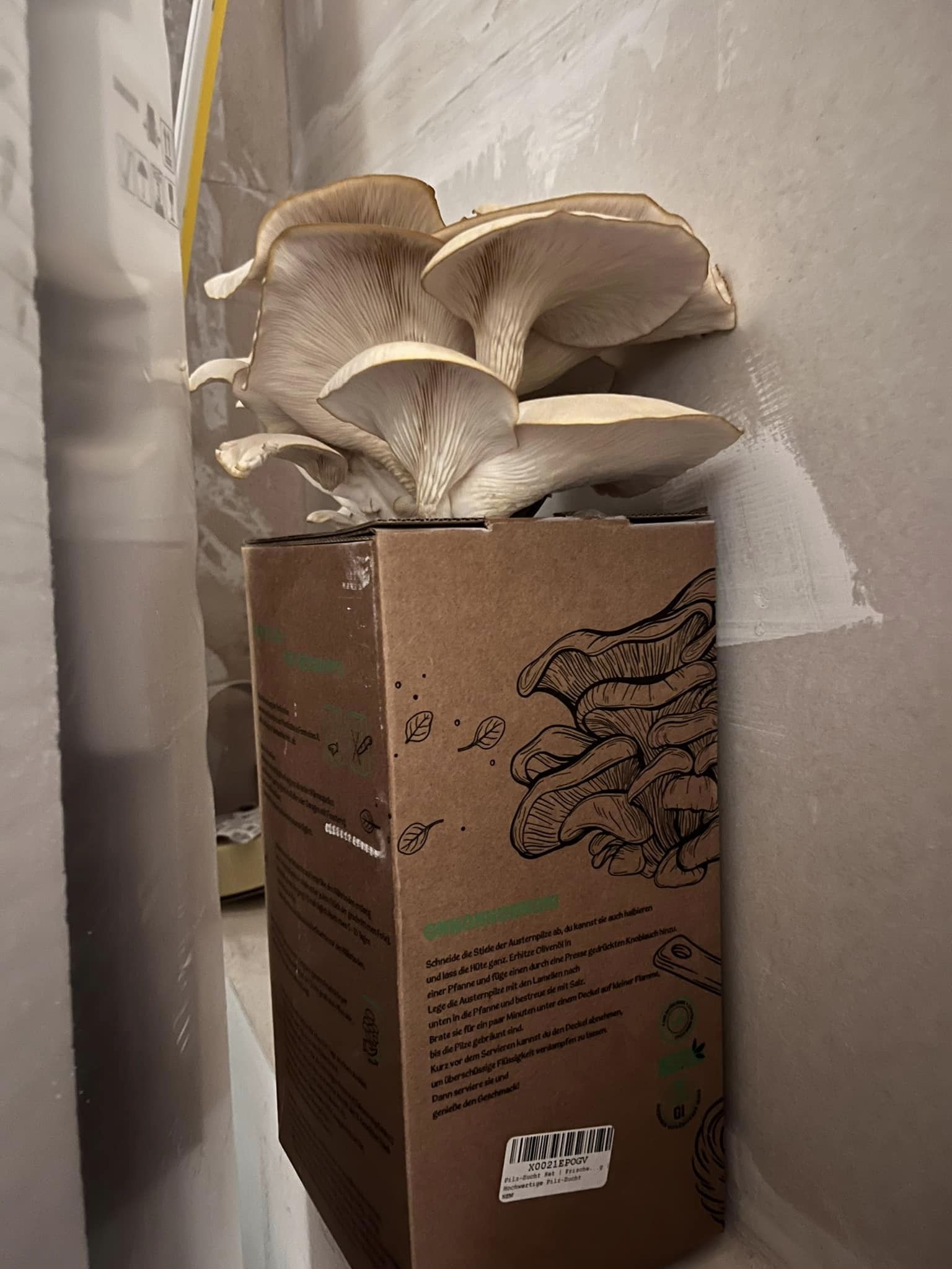 เชื้อเห็ดนางรม