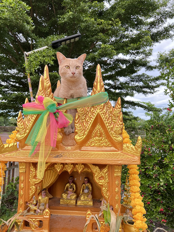 28 มีนาคม วันเคารพแมว