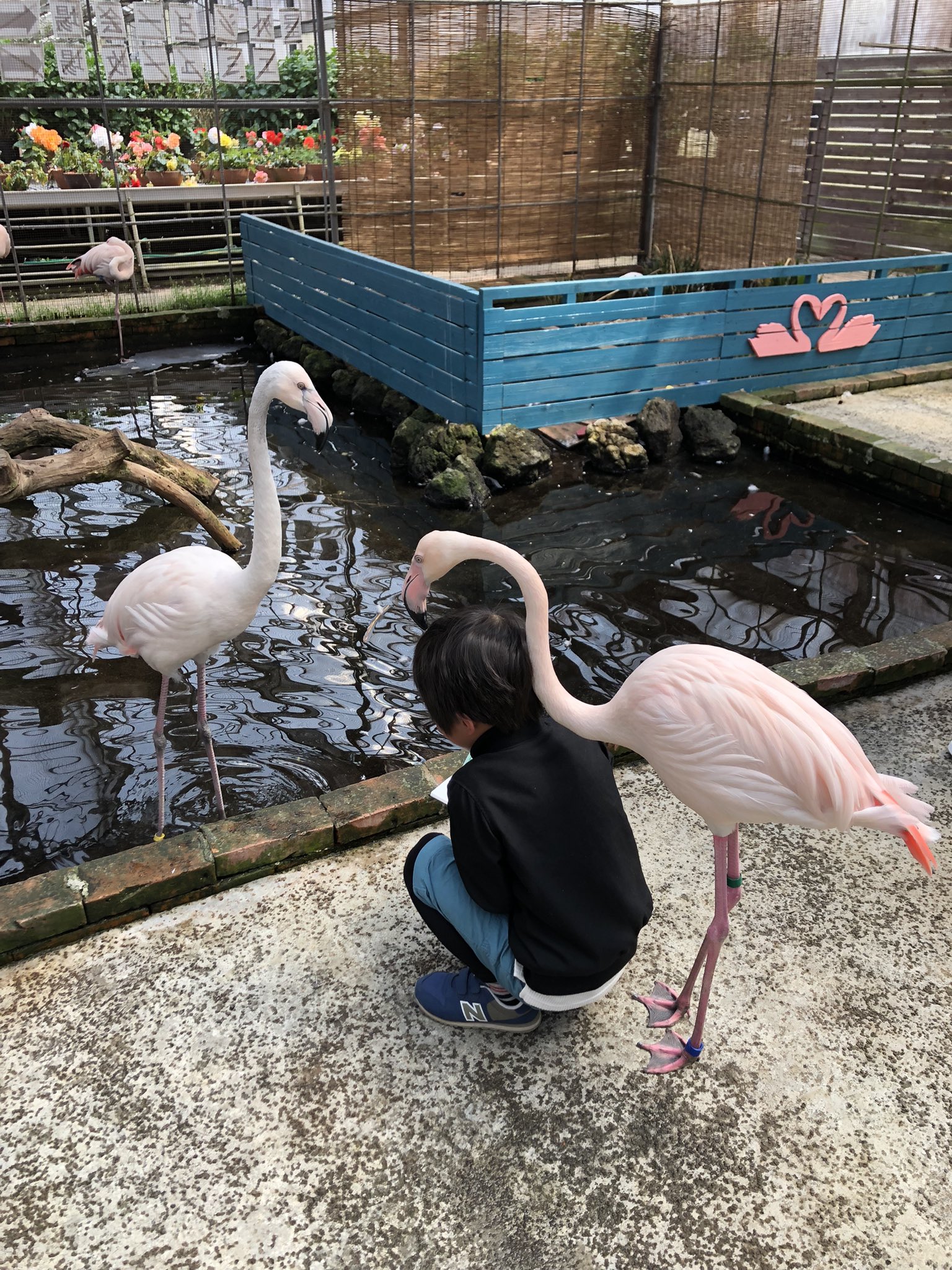 ฟลามิงโก