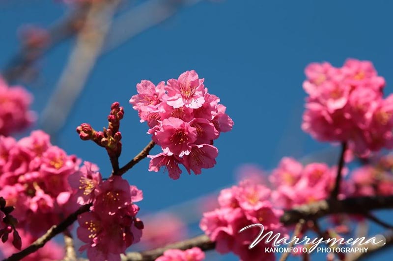 ดอกนางพญาเสือโคร่ง 2563