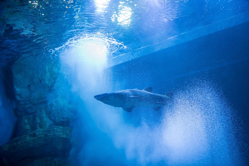 บึงฉวาก