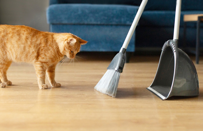 ดูแลพื้นบ้านอย่างไรเมื่อมีสัตว์เลี้ยง