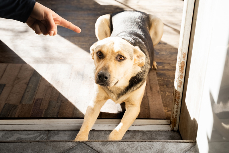 ทำโทษแมว