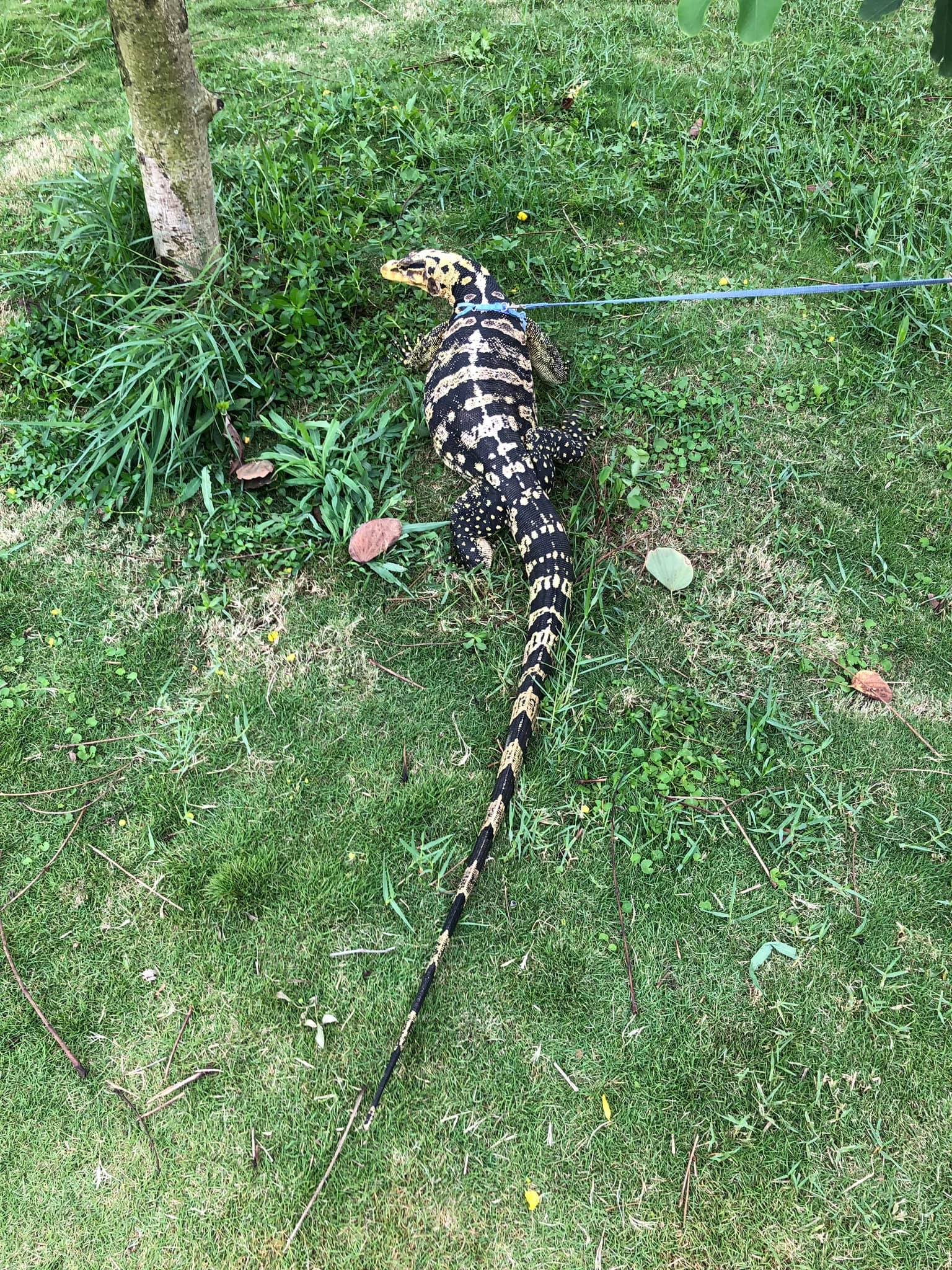 คาเฟ่ตัวเงินตัวทอง