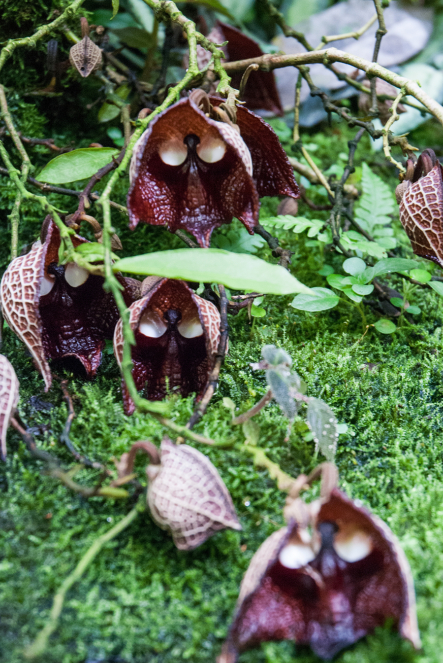 ดอกดาร์ธ เวเดอร์