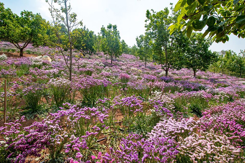 ทุ่งดอกสแตติส เชียงใหม่