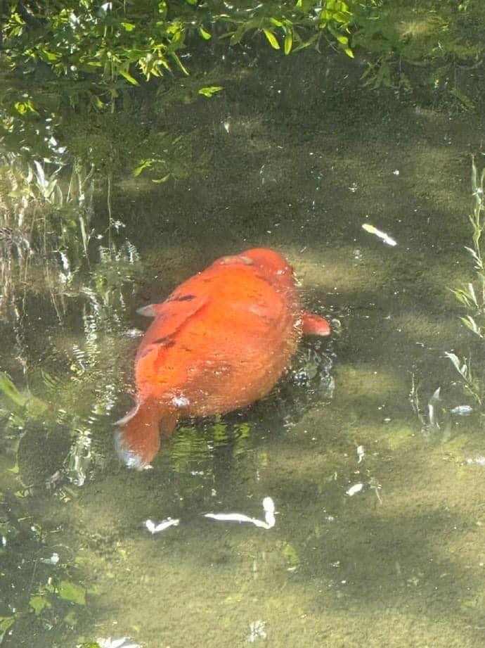 ปลาคาร์พ