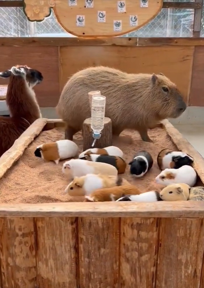 คาปิบารา