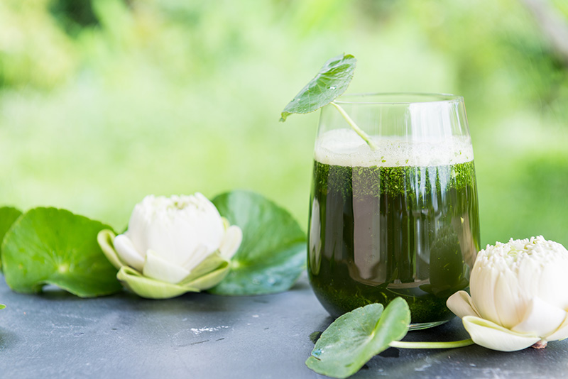 น้ำใบบัวบก เครื่องดื่มแก้ร้อนใน เครื่องดื่มเพื่อสุขภาพ สูตรเครื่องดื่ม