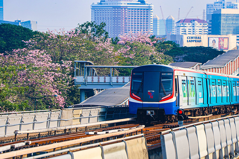 ชมพูพันธุ์ทิพย์ สวนจตุจักร 2569