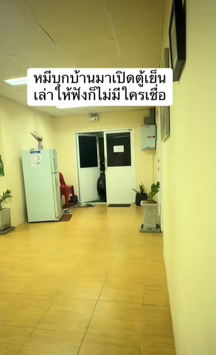 หมีควาย